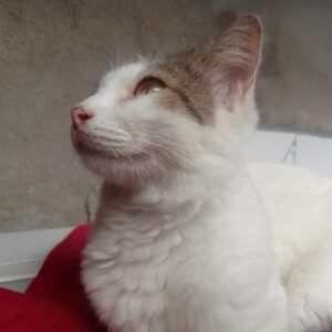 A cat, illustrating Dot Starter Bundle
